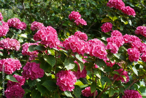 Gartehortensie (Hydrangea macrophylla) mit rosafarbenen Blüten bei Sonnenschein