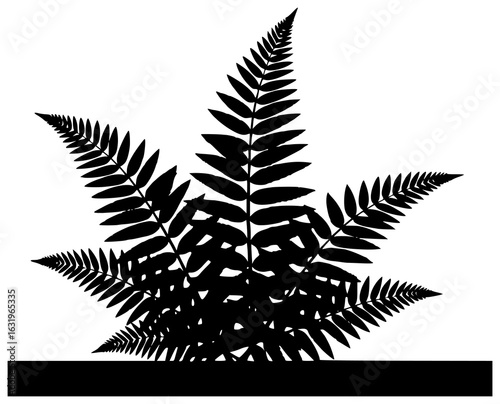 Fern plant in a garden and near a window on a table