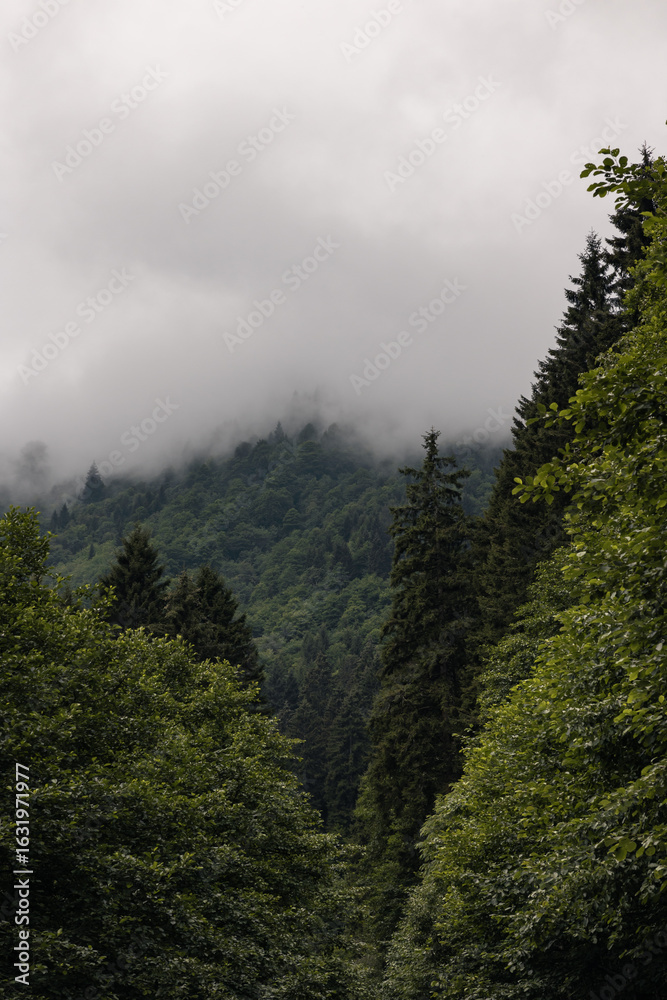 Obraz premium Forest covered mountains with mist or fog in the summer