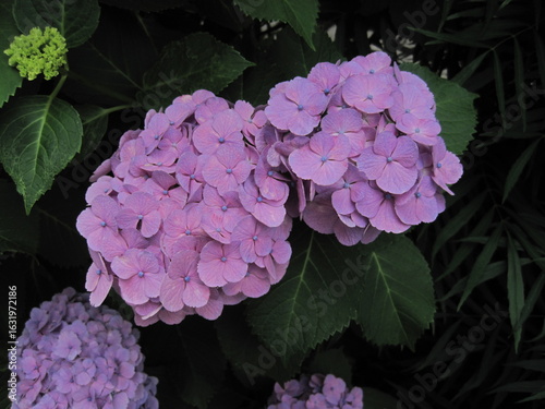 ピンクがかった紫色の美しい紫陽花