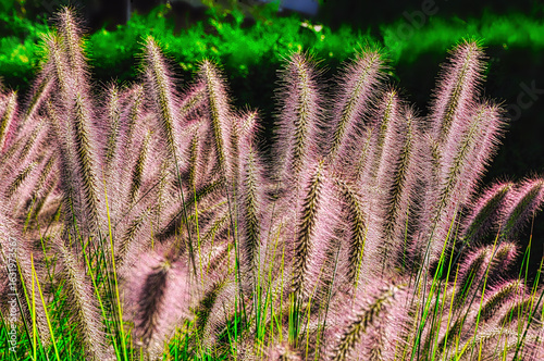Rozplenica Japońska Red Head (łac. Pennisetum alopecuroides)  – ozdobna trawa z czerwonymi kłosami.