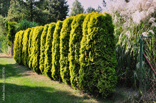 Zielony żywopłot z Tuji - Żywotnik (Thuja L.) .Tuje są doskonałym wyborem na żywopłoty, ponieważ są zimozielone – tworzą naturalną osłonę przez cały rok i chronią przed wiatrem.