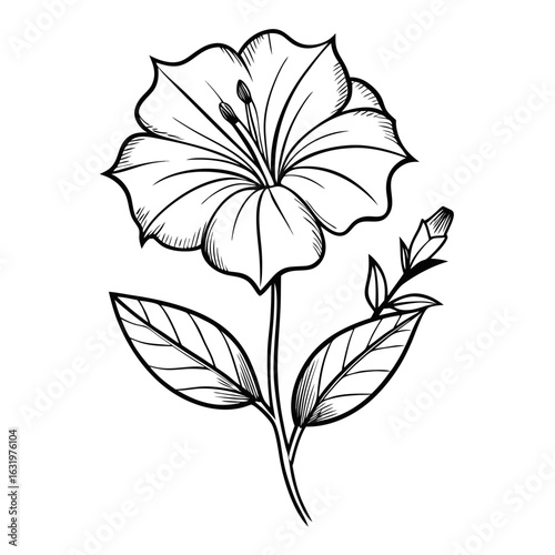  mirabilis decipiens flower line art vector on white