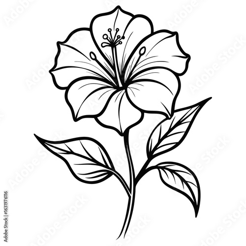 mirabilis decipiens flower line art vector on white