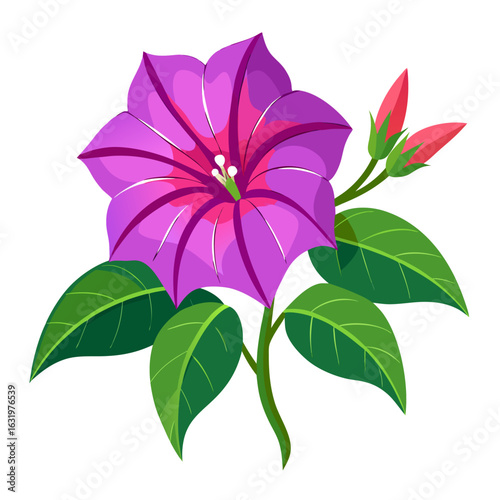  mirabilis decipiens flower vector on white