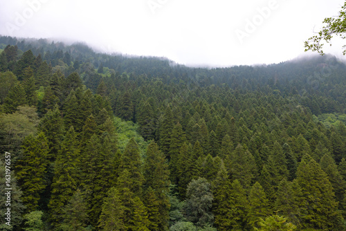 Overcast sky with forest covered mountains