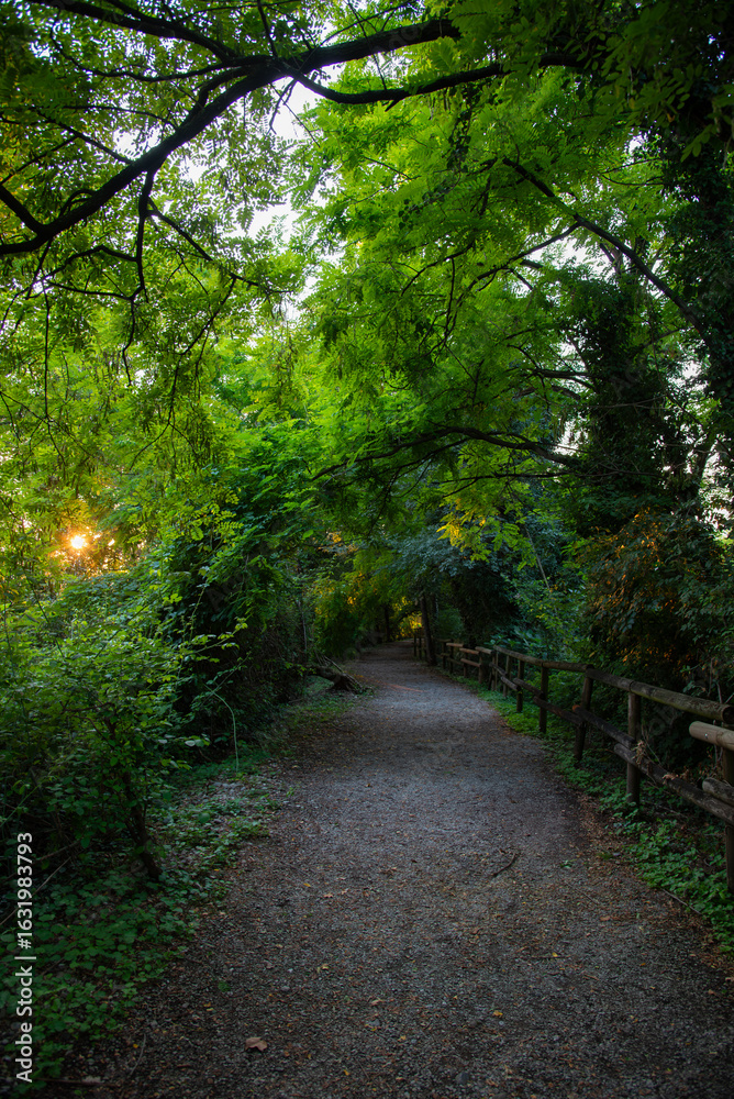 Fototapeta premium Gravel path through dense woodland at sunset