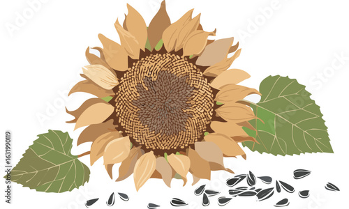 sunflower on white background