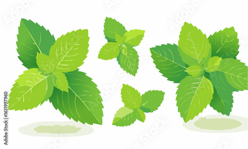 fresh mint leaves