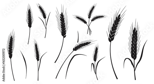 Collection of various wheat stalks and barley ears in a black silhouette style on a white background. vector design. Silhouette vector design illustration
