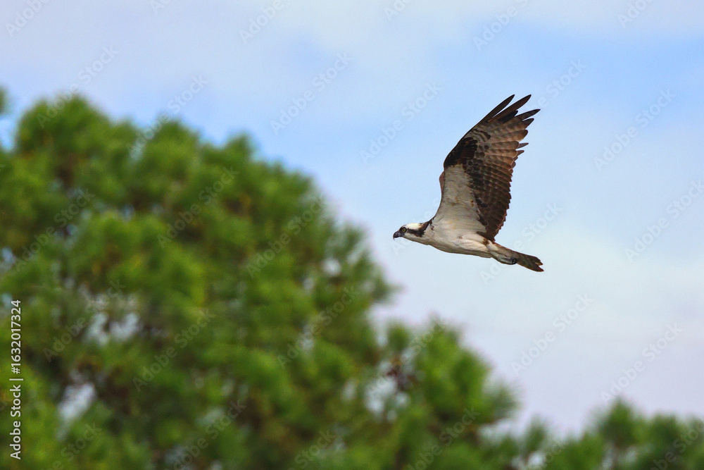 Fototapeta premium Osprey inflight against blue sky. 
