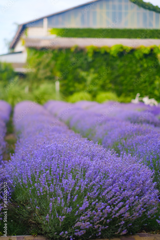 Obraz premium Growing lavender in the garden, at home