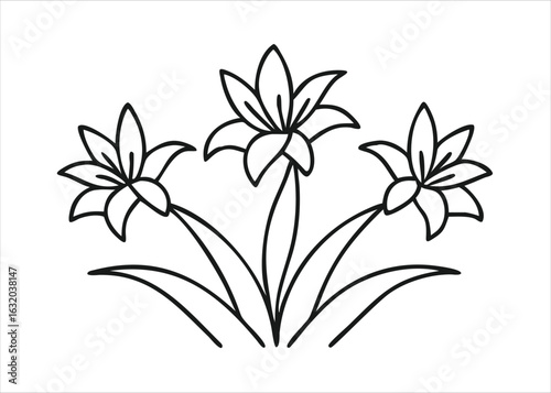 Pancratium maritimum sea daffodil plant with linear evergreen leaves botanical illustration isolated on white background