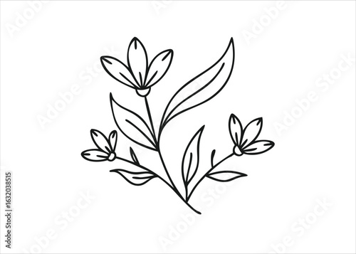 Pancratium maritimum sea daffodil plant with linear evergreen leaves detailed botanical illustration isolated on white background