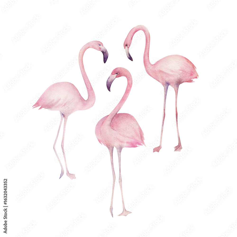 Fototapeta premium Watercolor flamingos. Hand drawn illustration on white background