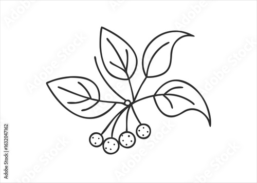 Artistic hand drawn sketch of a delicate linden flower blossom with detailed botanical illustration elements isolated on white background