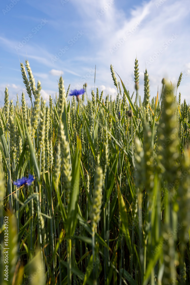 Obraz premium plants cereals resistant to cold close up, a field with unripe ears of cereal plants in eastern Europe, closeup