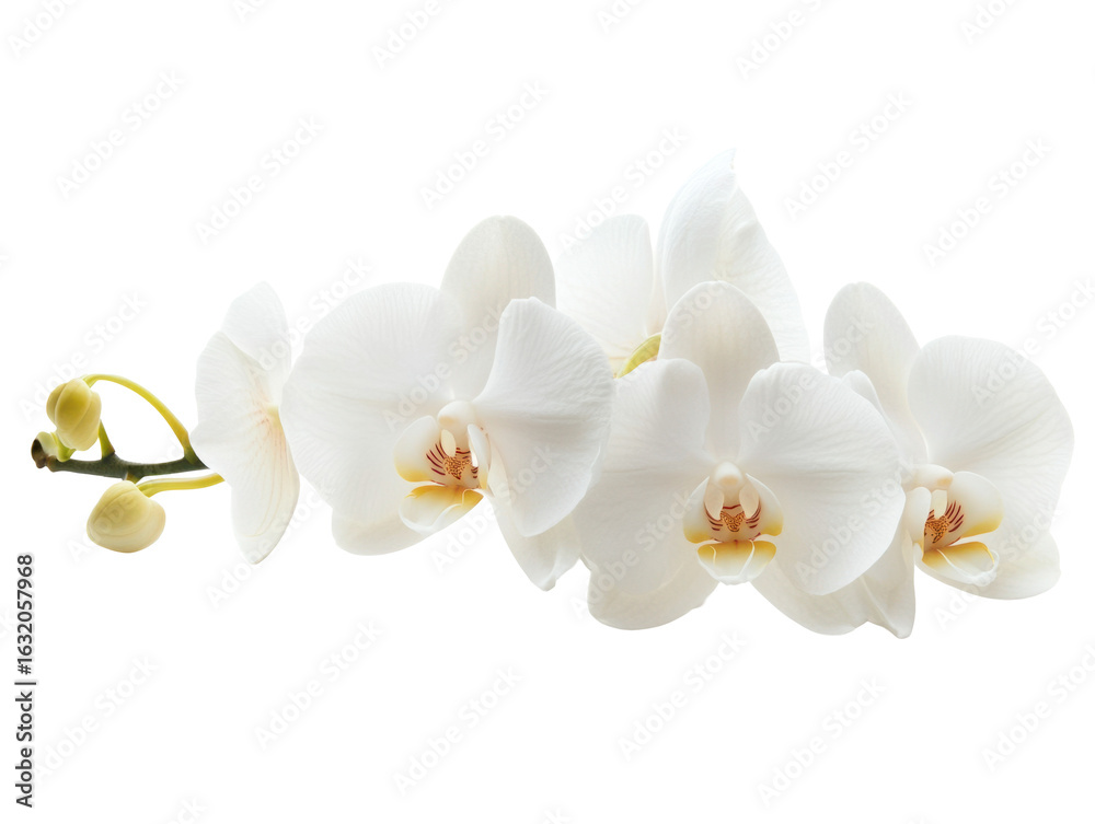 Obraz premium White Orchid Flower on Transparent Background