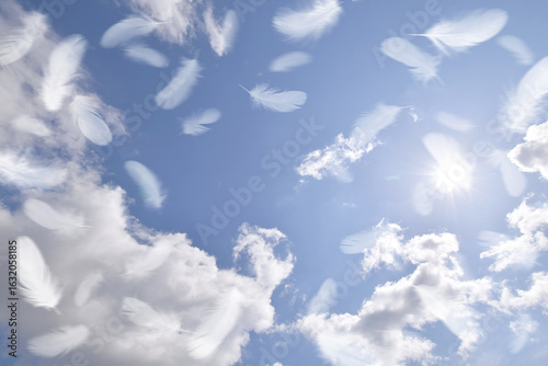青空にふわふわと舞い上がる、白い鳥の羽