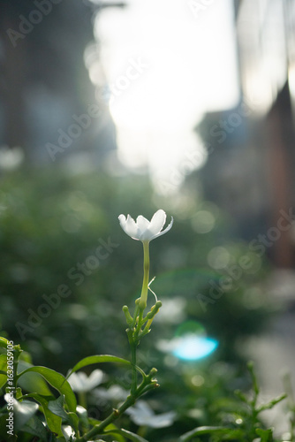 White flowers in the morning