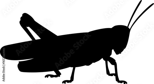 Grasshopper Silhouette Vector Illustration