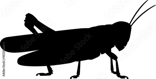 Grasshopper Silhouette Vector Illustration