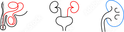Medical organs line icon set. Vector pictograms of body parts, anatomy, kidney, pancreas, intestine, thyroid, bladder, pelvis, skeleton, joint, tongue, hand, nose, mouth, thin linear illustration