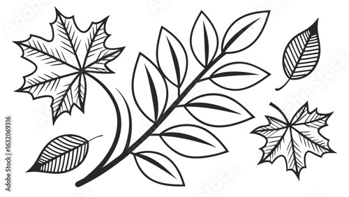 Black and White Outlined Leaves and Branch Arrangement.