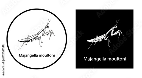 Scientific illustration of the praying mantis Majangella moultoni in black and white variations.