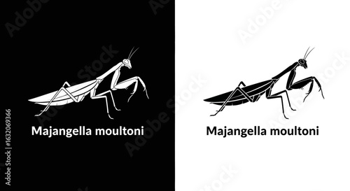 Side profile illustrations of the praying mantis Majangella moultoni on contrasting black and white backgrounds.