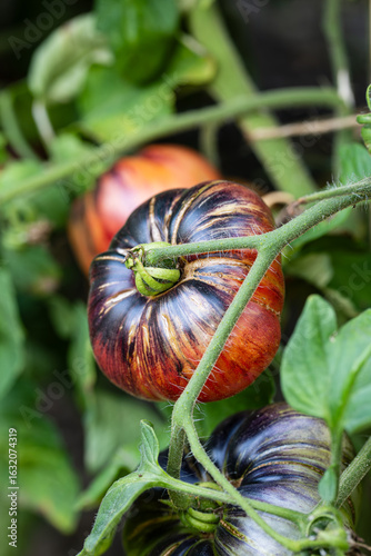 Fotografie Large, ripe, blue, rebel starfighter tomatoes, growing on the vine of a tomato bush