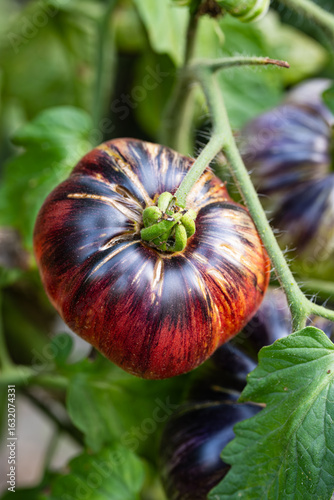 Fotografie Large, ripe, blue, rebel starfighter tomatoes, growing on the vine of a tomato bush