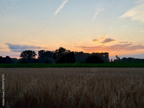 Valokuva feld ernte bauer landwirtschaft getreide korn weizen roggen acker nahrung field