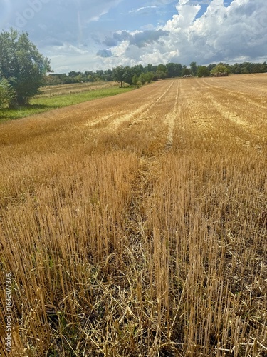 Canvas-taulu feld ernte bauer landwirtschaft getreide korn weizen roggen acker nahrung field