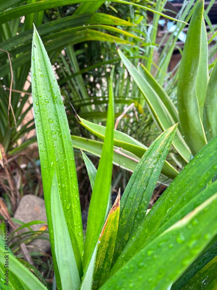 Obraz premium aloe vera plant