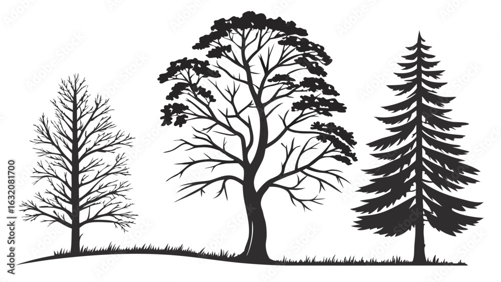 Obraz premium Three Tree Silhouettes Deciduous Broadleaf and Evergreen Conifer.