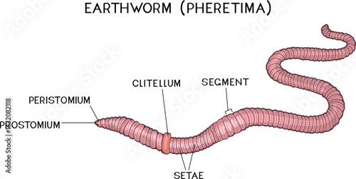External structure of earthworm (pheretima) for biology lessons