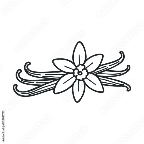 Vanilla bean line art with flower and pods on white background