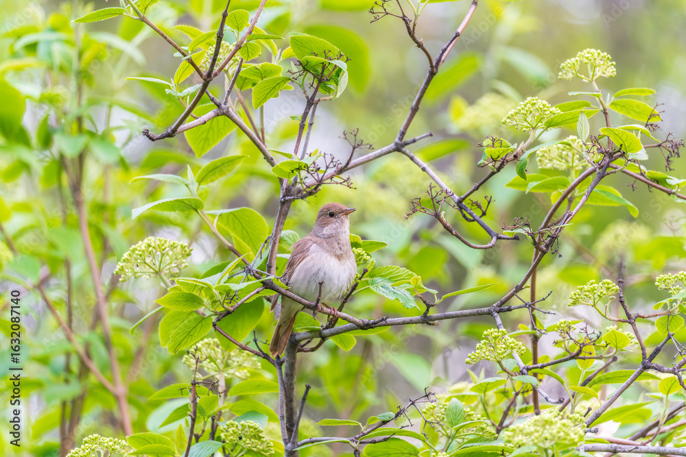 Obraz premium Thrush Nightingale, Luscinia luscinia. A bird sits on a tree branch and sings