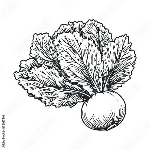 Detailed black and white illustration of fresh radish with leaves