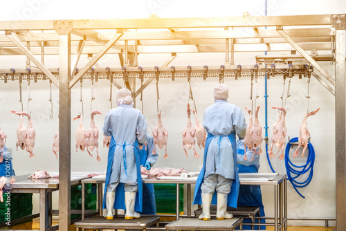 Several factory employees workers, in the production process of selecting the ducks hanging from the hooks of the conveyor belt to making the duck meat cuts.