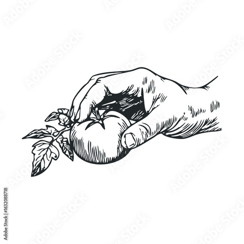Hand holding tomato with leaves - black and white illustration of fresh produce art