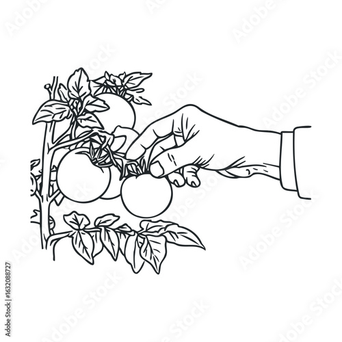 Illustration of hand picking tomatoes from vine plant
