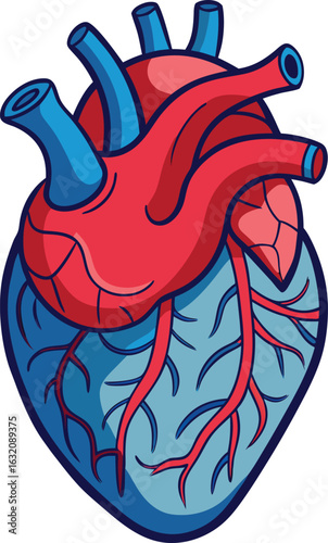 Heart (anatomical)
