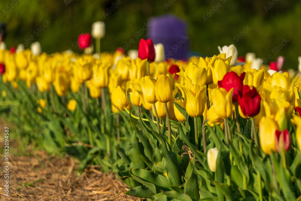 Obraz premium Rows of mustard plants flourish in a garden, showcasing their lush green foliage and bright yellow flowers. The plants bask in sunlight, creating a lively atmosphere