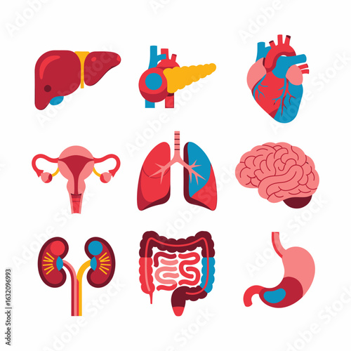 Illustration showing a collection of human internal organs including liver, pancreas, heart, uterus, lungs, brain, kidneys, intestines, and stomach.