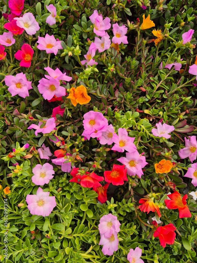 Naklejka premium Colorful moss roses, Portulaca grandiflora in the garden. Florist and coloful flowery background design