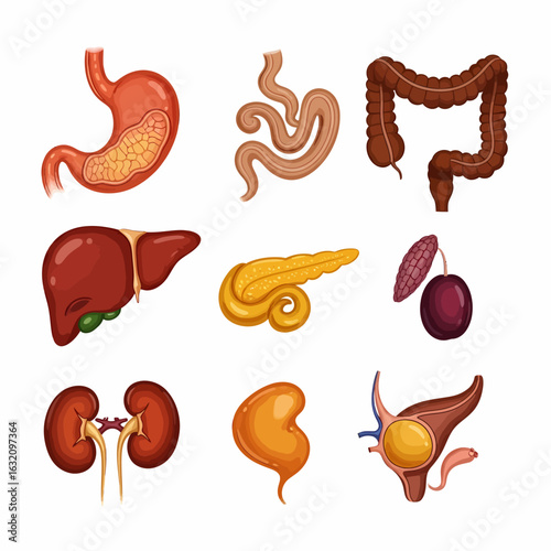 Illustration showing various human internal organs including the stomach, intestines, liver, pancreas, kidneys, and gallbladder.