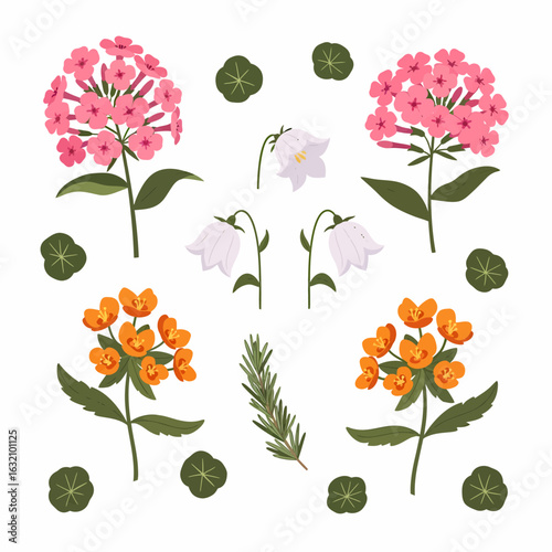 Illustration of pink phlox, orange asclepias, white campanula flowers, and green foliage arranged on a white background.