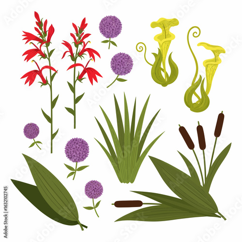 Illustration of various wetland plants, including cardinal flower, allium, pitcher plants, cattails, and grasses.